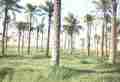 Palmen / palmtrees